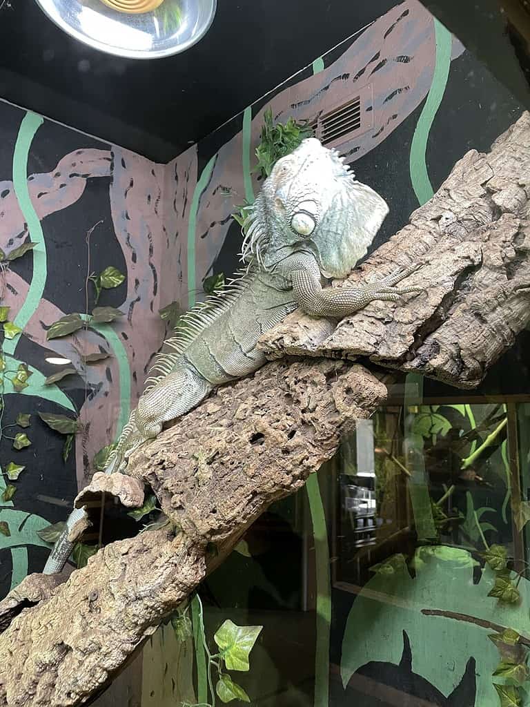 Lizard at Liberty's Owl, Raptor and Reptile Centre