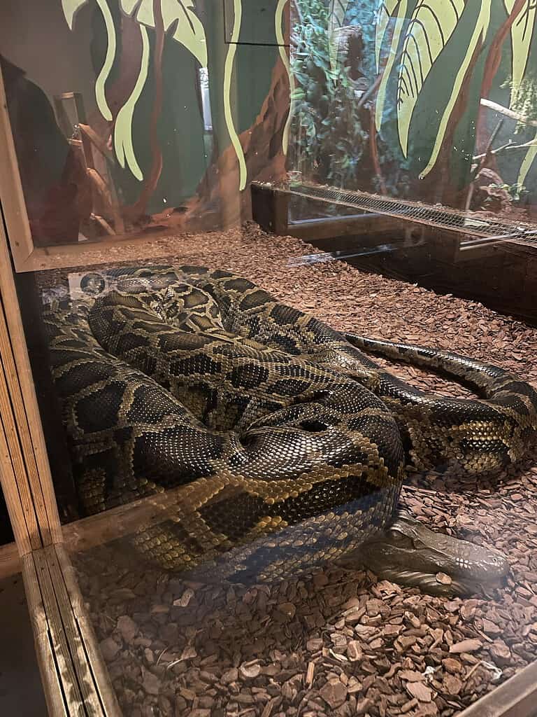Snake at Liberty's Owl, Raptor and Reptile Centre
