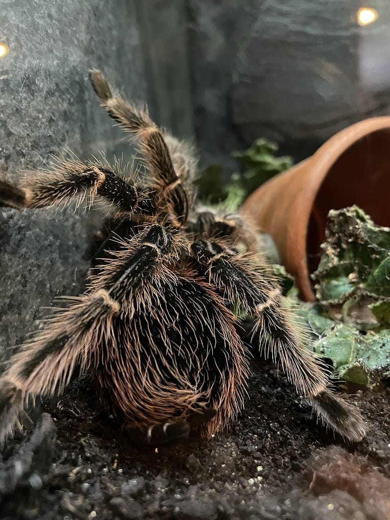 Spider at Liberty's Owl, Raptor and Reptile Centre