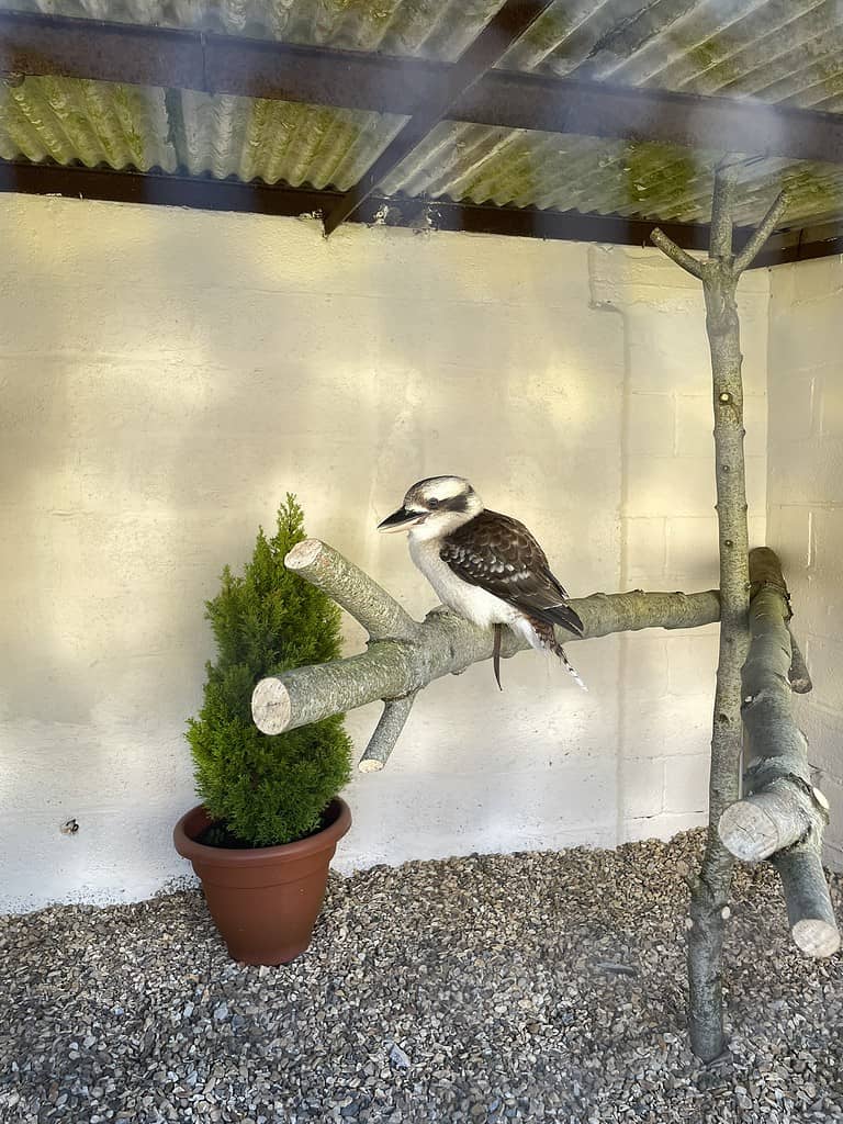Kookaburra Liberty's Owl, Raptor and Reptile Centre