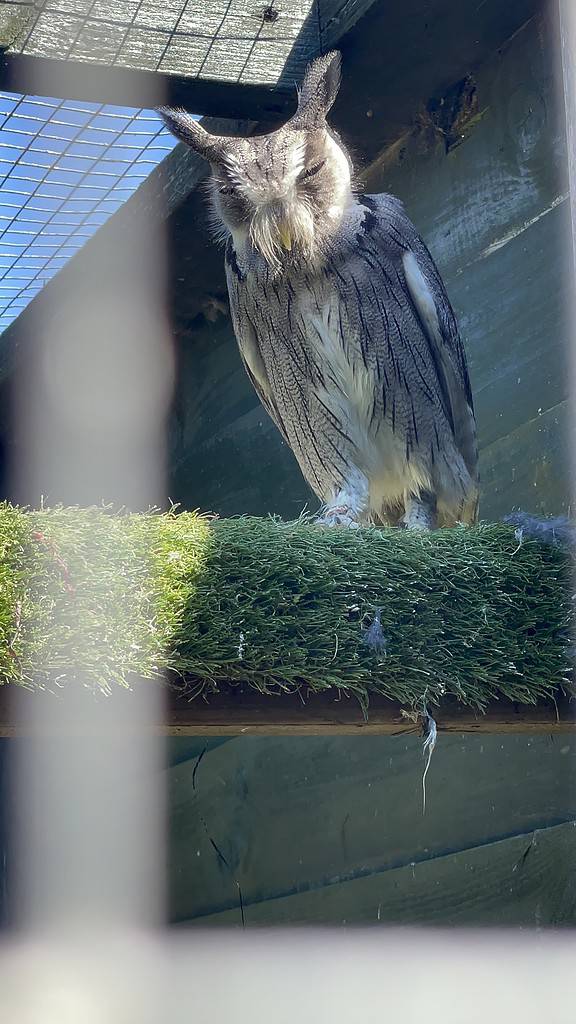 Owl at Liberty's Owl, Raptor and Reptile Centre