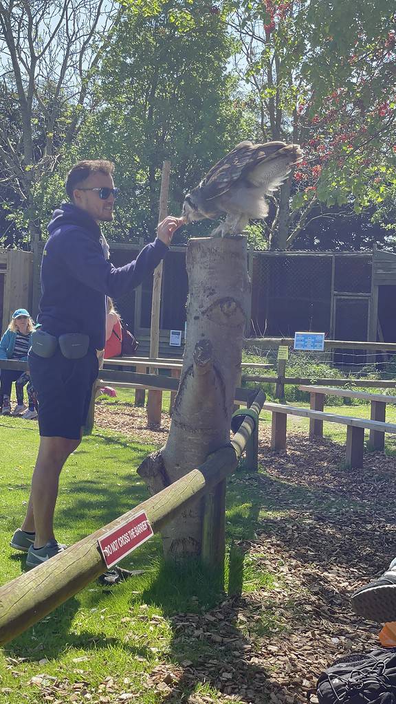 Flying display at Liberty's Owl, Raptor and Reptile Centre