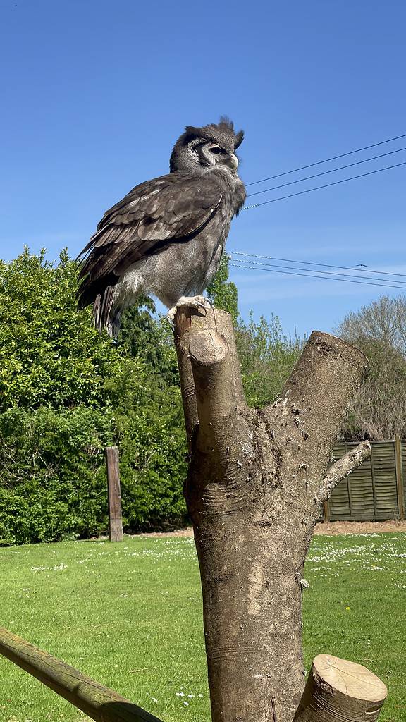 Liberty's Owl, Raptor and Reptile Centre